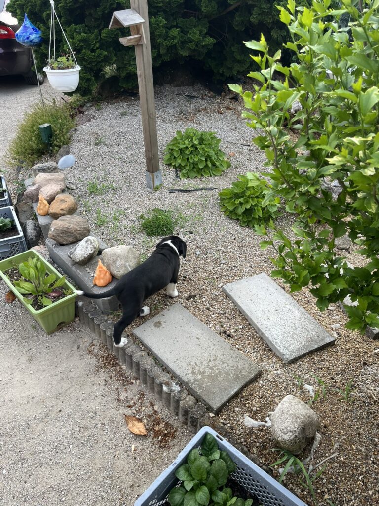 Gartensafari