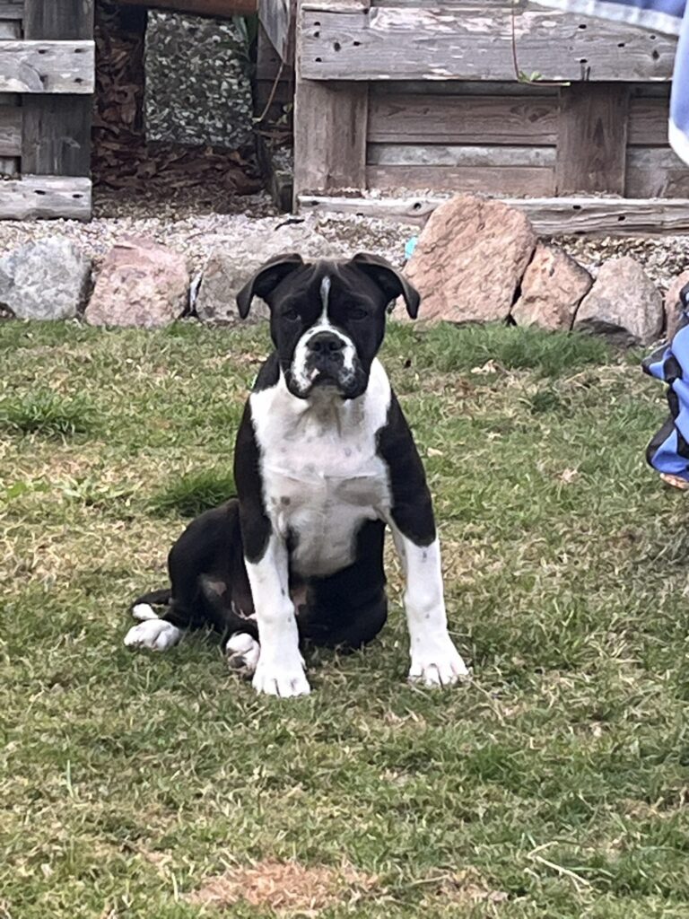 Ein Junior Conti