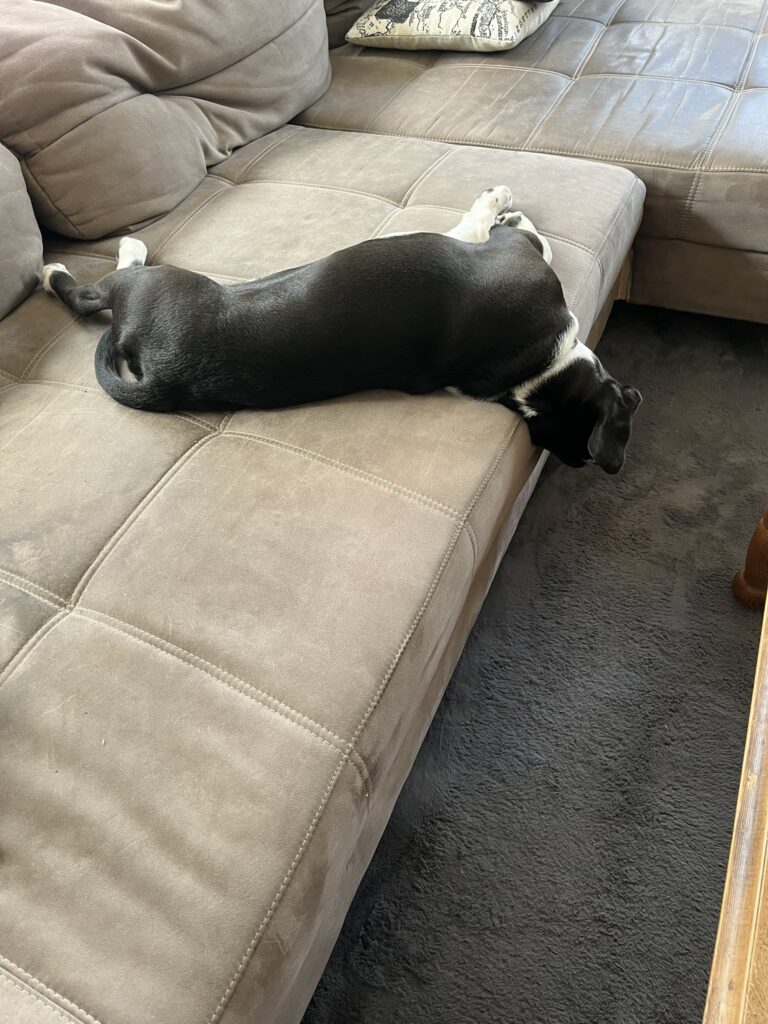 Der Couchschläfer