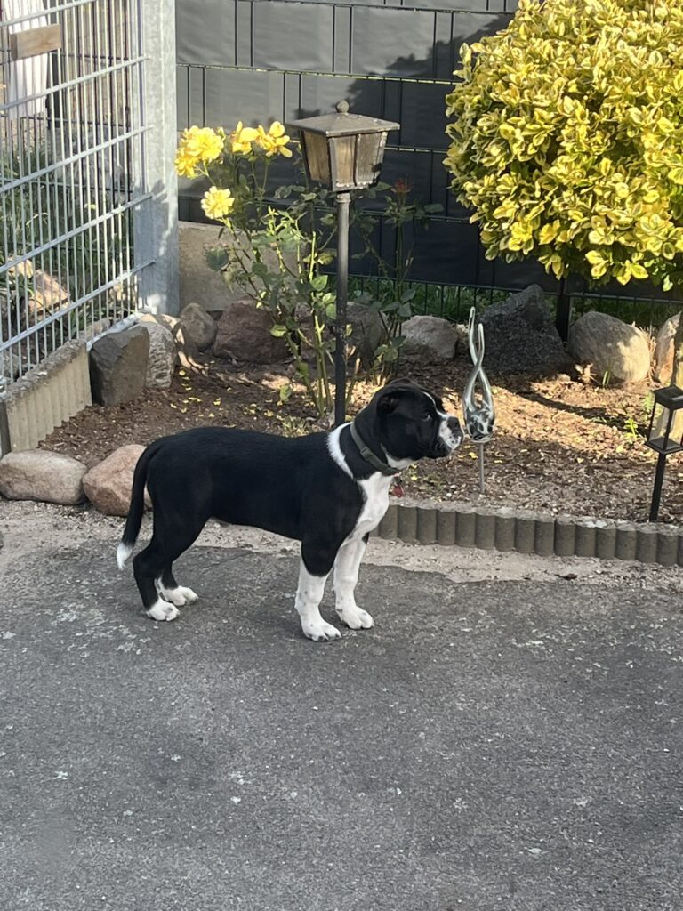 Der Torwächter