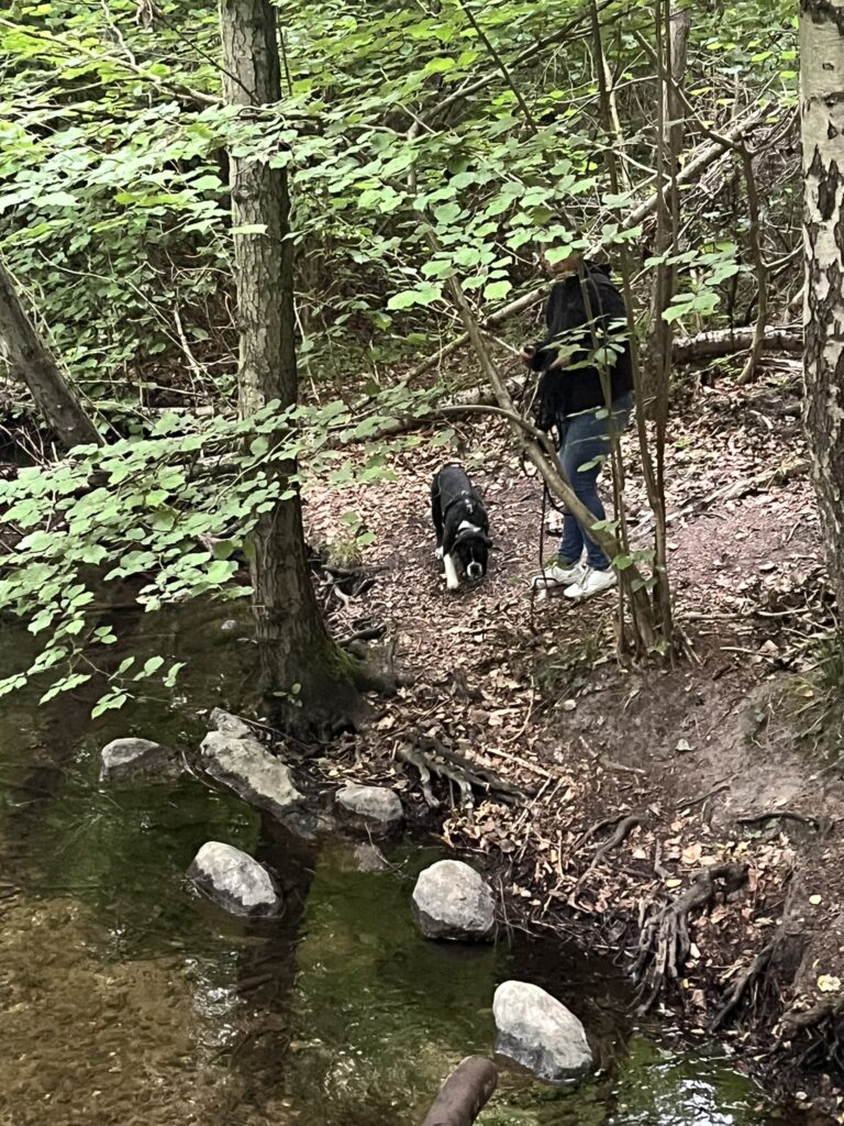 Der Waldspaziergänger